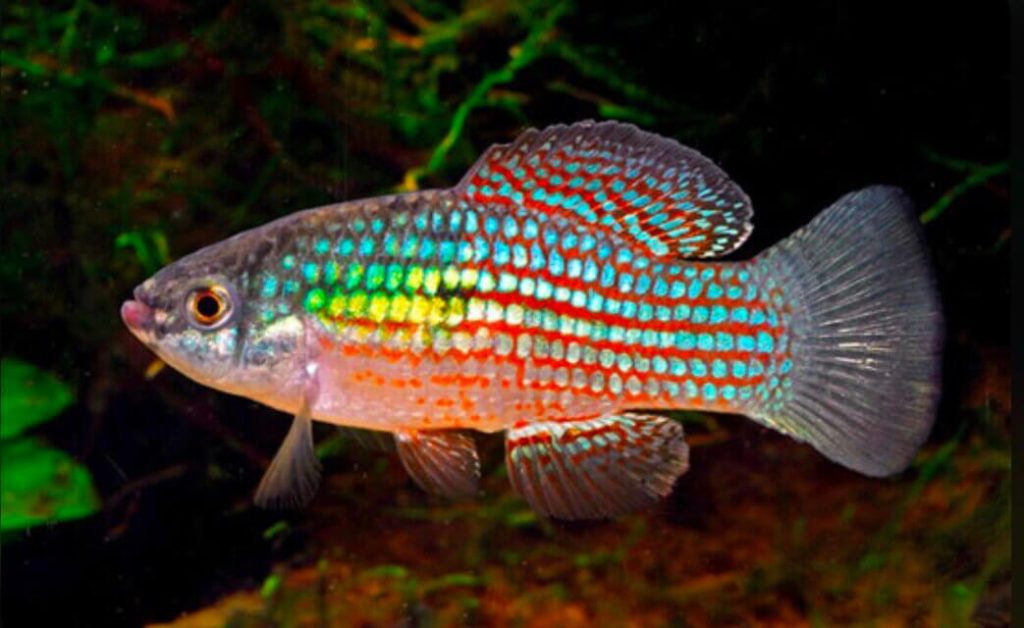 7 Best Algae Eaters For Turtle Tank Turtle Pet Guide