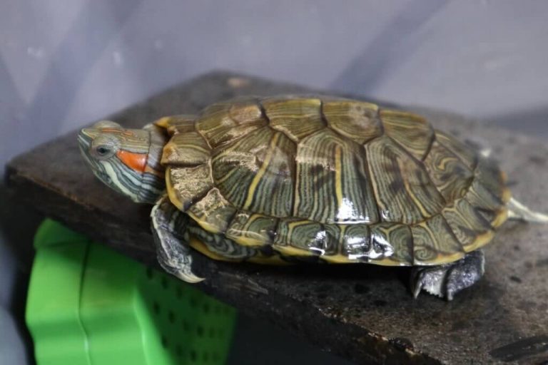 how much do pet turtles cost