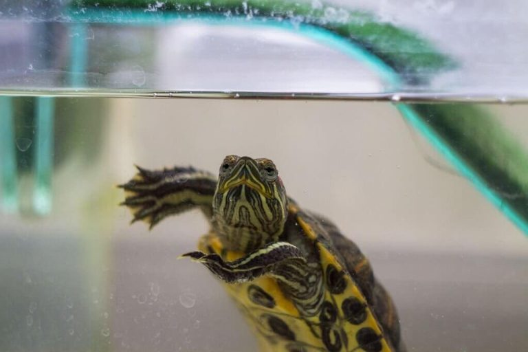 my turtle keeps swimming against the glass