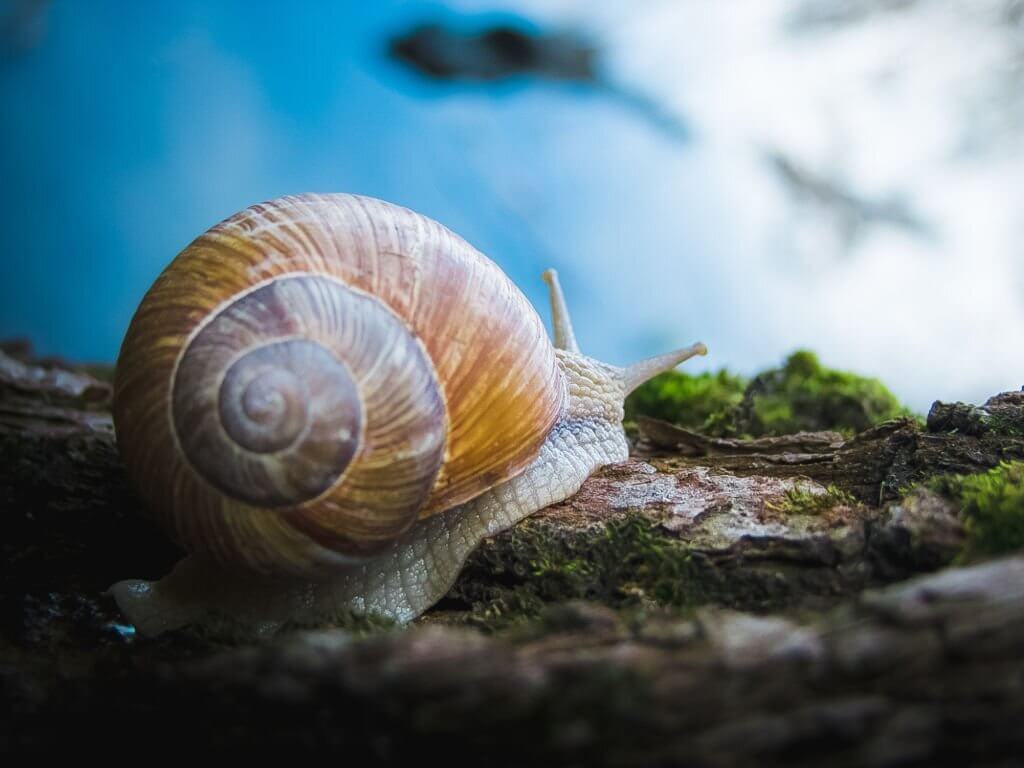 7 Best Algae Eaters For Turtle Tank Turtle Pet Guide