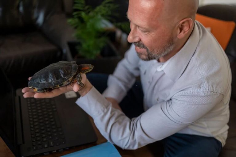 things to know before getting a pet turtle