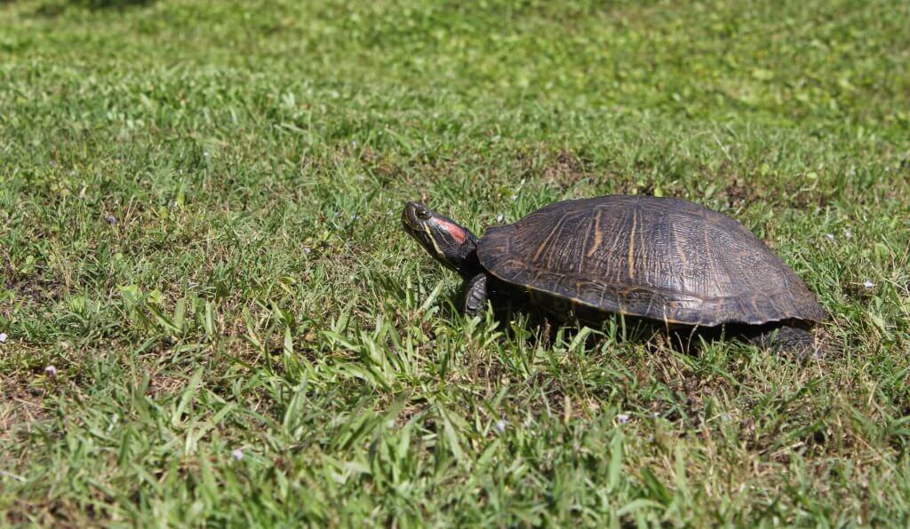 What To Do If You Find A Turtle In Your Yard? - Turtle Pet Guide