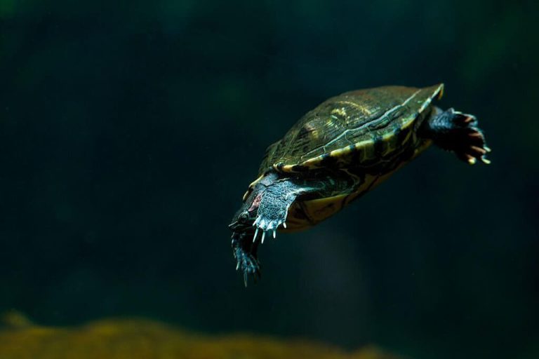 what turtles can live in a 40 gallon tank