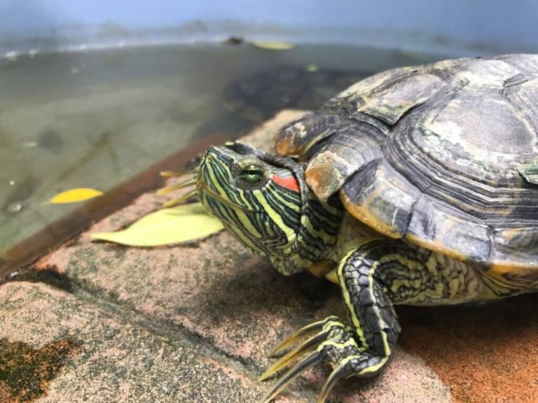 why is my turtle not basking
