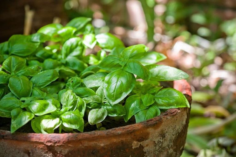 can turtles eat basil
