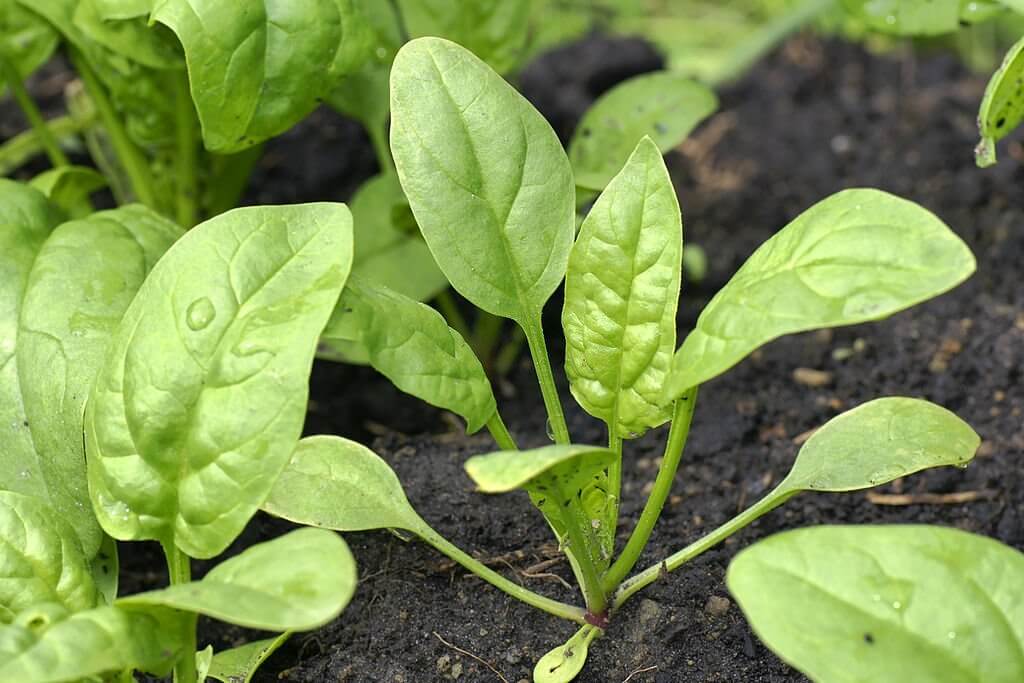can turtles eat spinach