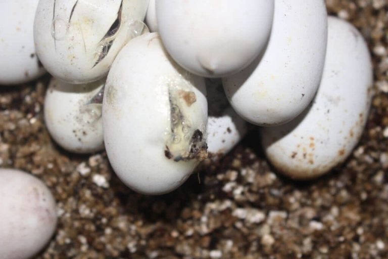 what to do with infertile turtle eggs