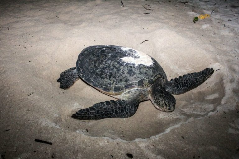are turtles nocturnal or diurnal