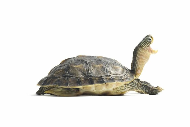 can turtles bite