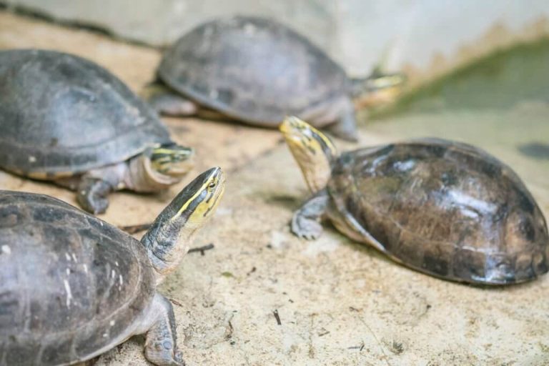can turtles cross breed