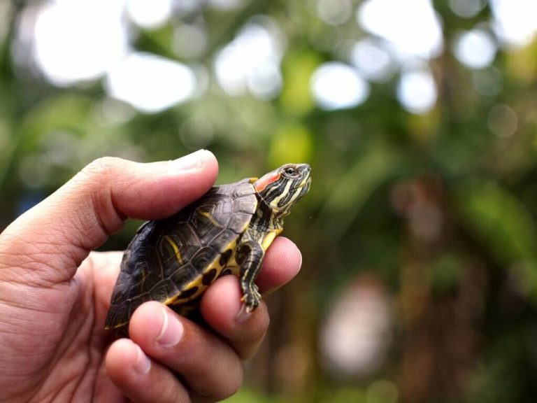 can turtles eat expired turtle food