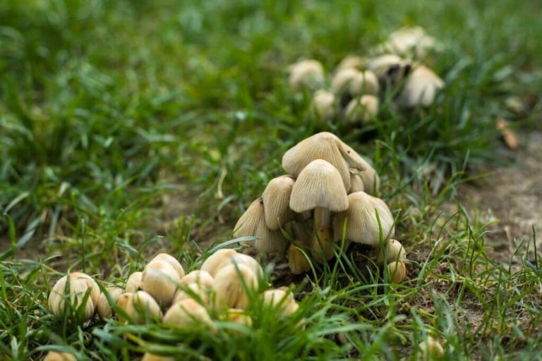 can turtles eat mushrooms