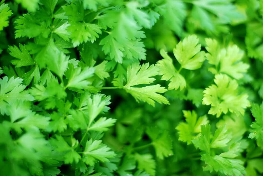 can turtles eat parsley