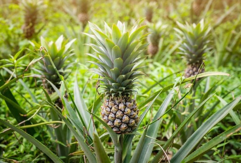 can turtles eat pineapples