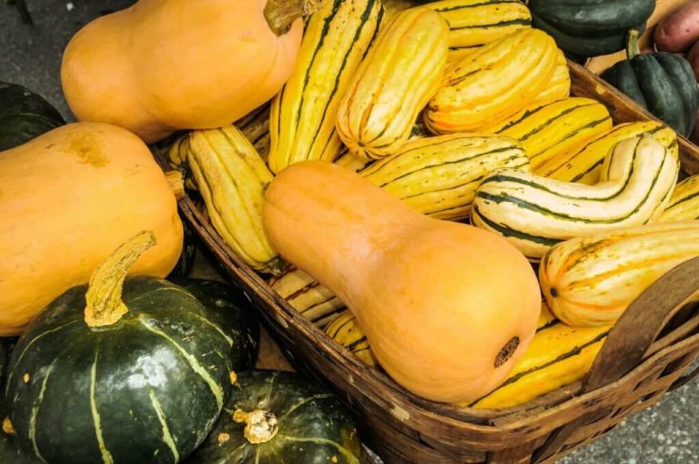 can turtles eat squash