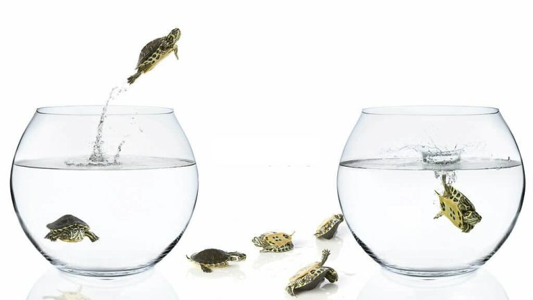 can turtles jump