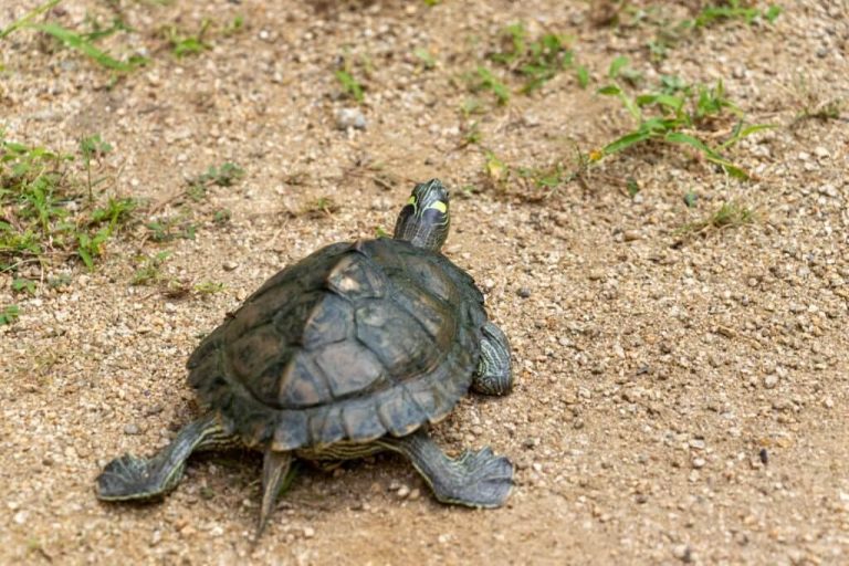 can turtles run