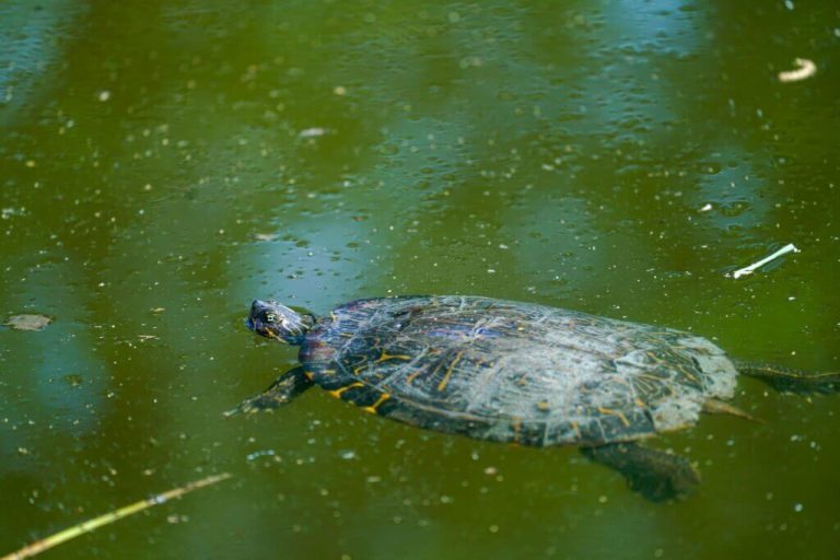 can turtles smell