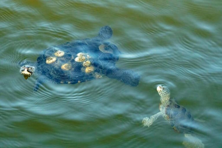 can turtles swim backwards