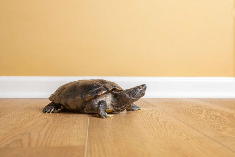 can turtles walk around the house