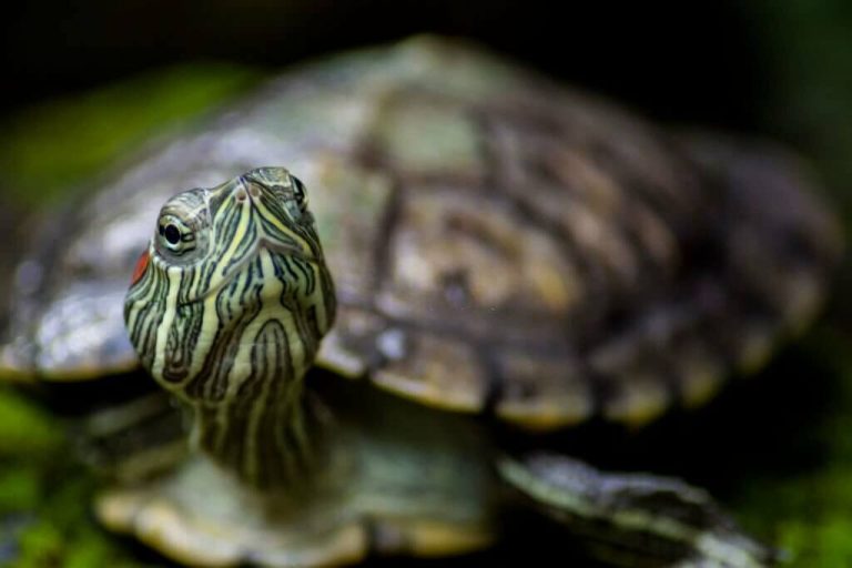 do turtles have teeth