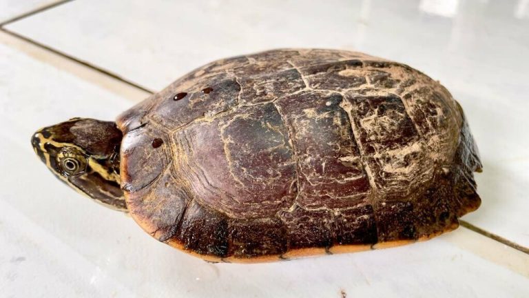 do turtles shed skin