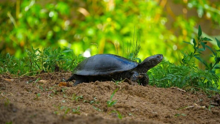 how long can a turtle stay out of water