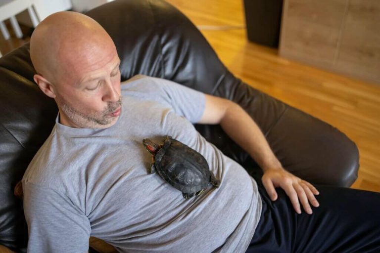how to get a turtle to come out of hiding
