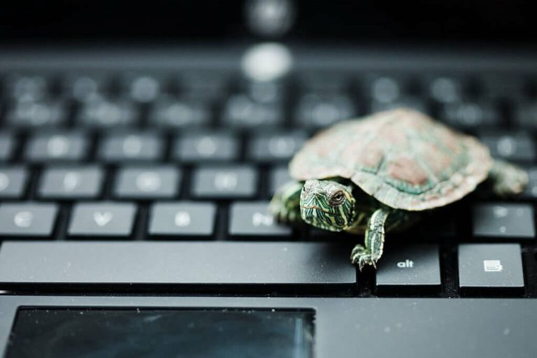 why are turtles so slow
