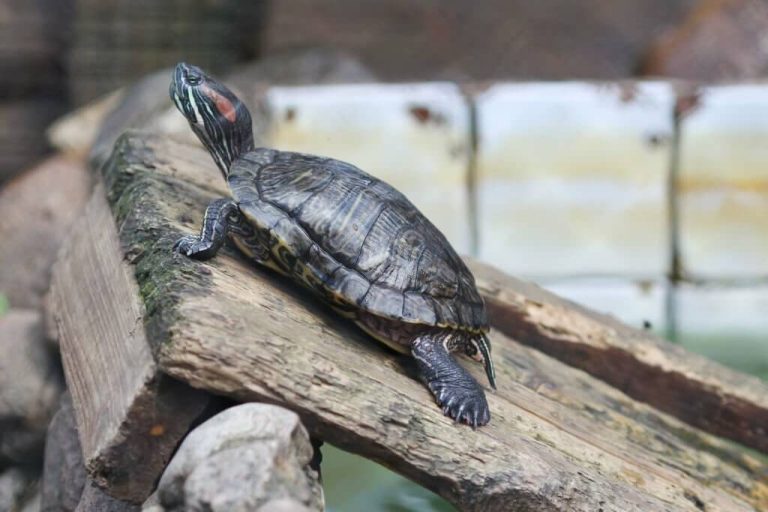 why is my turtle always basking