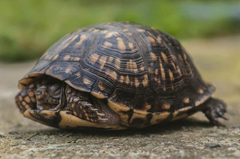 why is my turtle sleeping so much