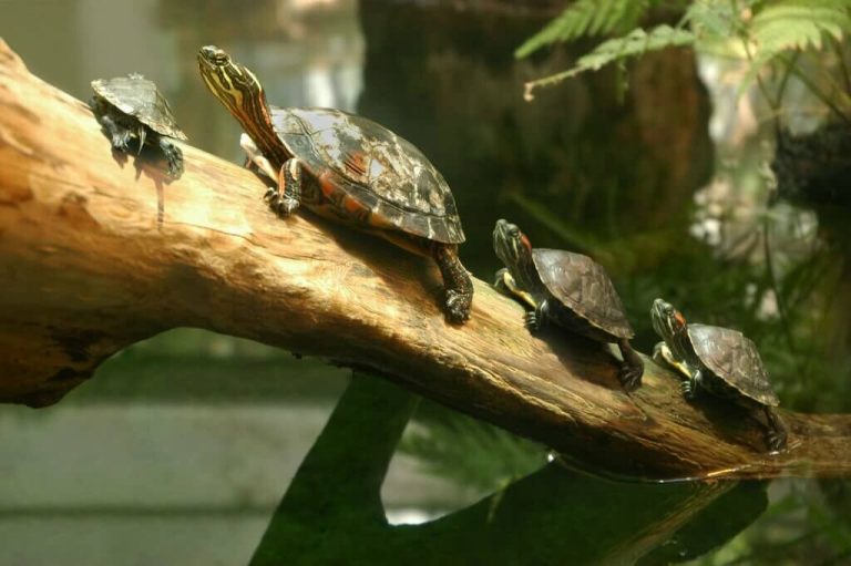 are turtles reptiles or amphibians