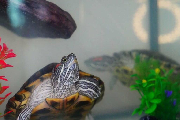 best plants for turtle tank