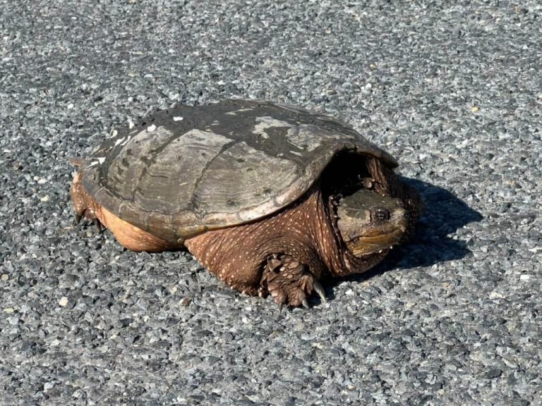 can a snapping turtle kill a dog