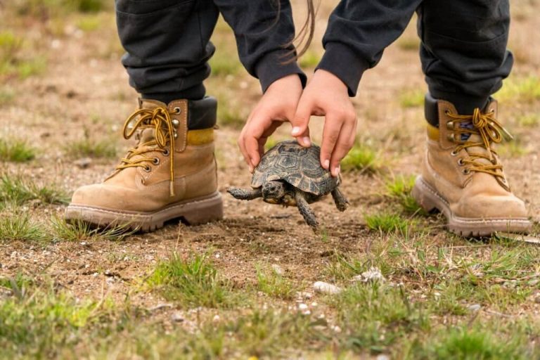 can i release my turtle into the wild