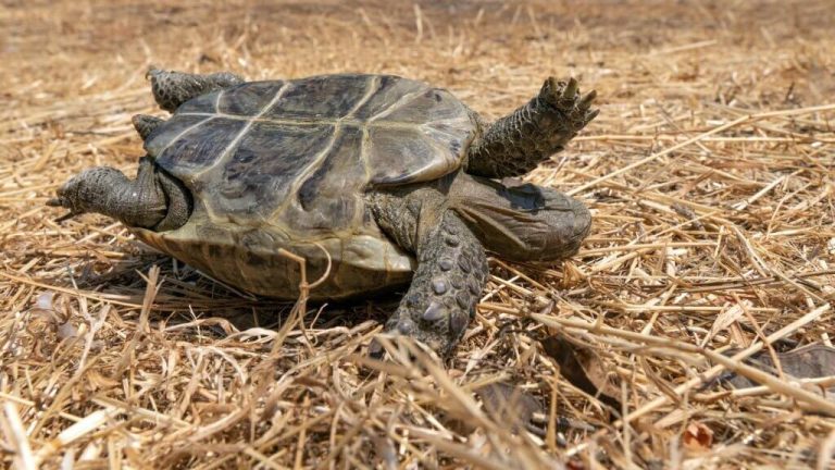 can turtles flip themselves over