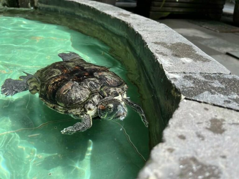 can turtles live in cold water
