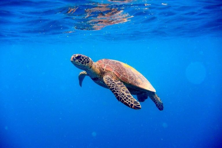 can you buy a sea turtle shell