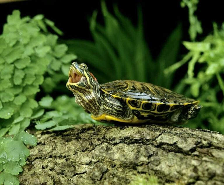 do turtles cry