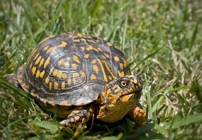do turtles make noise
