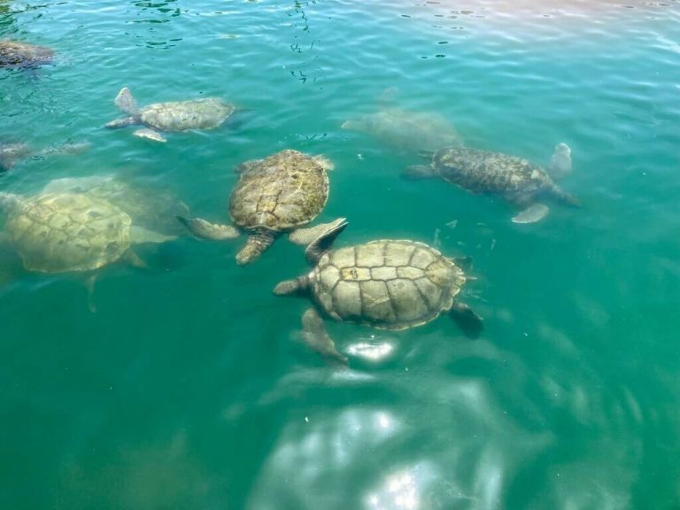 do turtles snuggle with each other