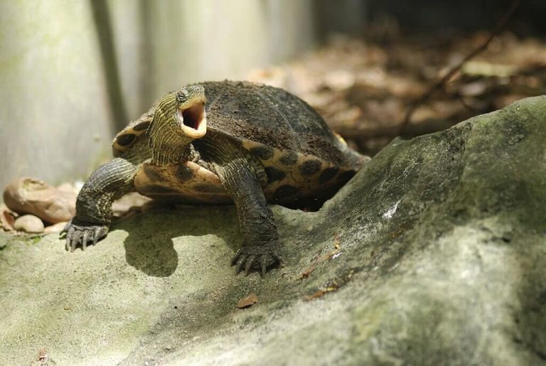 do turtles yawn