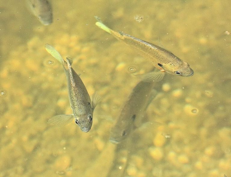 feeder fish for turtles