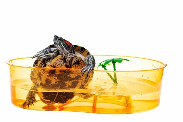 how do you know if a turtle is dehydrated