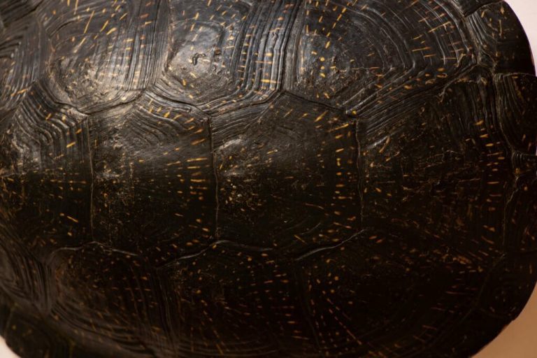 how hard is a turtle shell