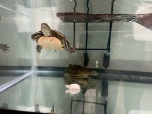 How To Provide Calcium To Turtles? - Turtle Pet Guide