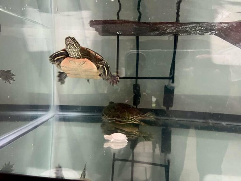 how to provide calcium to turtles