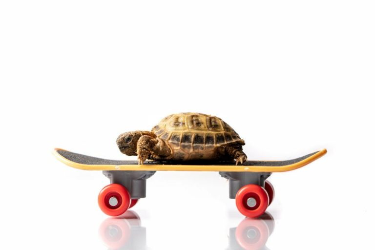 how to transport a turtle long distances