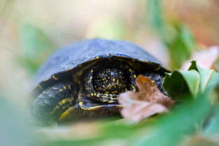 what are turtles defenses