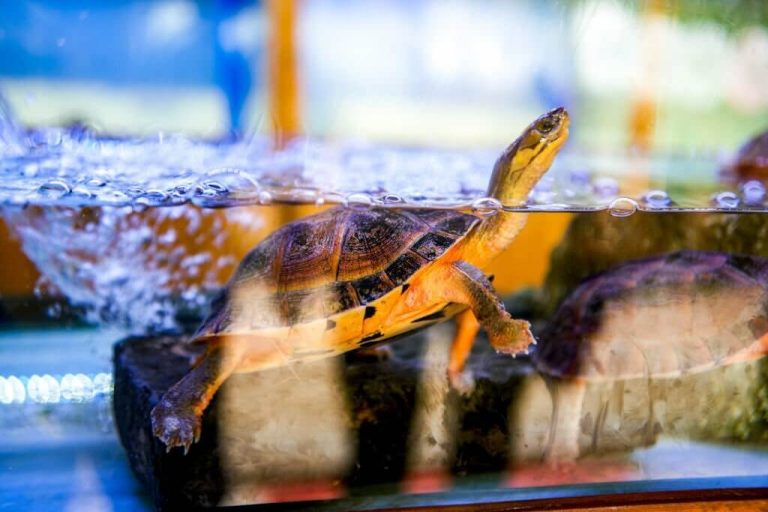 why is my turtle floating